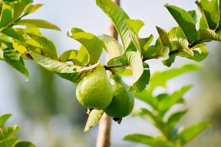 Fresh guava slices revealing pink flesh, packed with surprising health benefits.