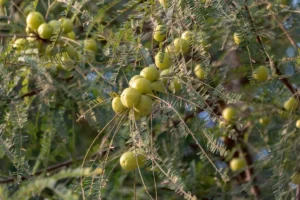 Fresh gooseberries on vine with nutrition facts label showing science-backed benefits