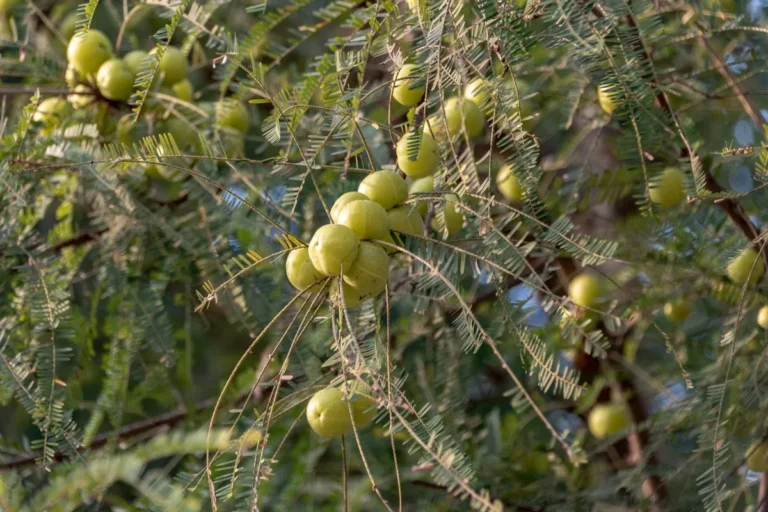 Fresh gooseberries on vine with nutrition facts label showing science-backed benefits