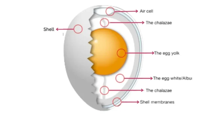 Does Egg Yolk Cause Weight Gain